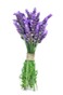 bigstock-a-bunch-of-lavender-flowers-ti-44907490.jpg