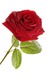 blossomeco-beautiful-red-rose-26366507