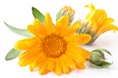 blossomeco-Calendula-flower-isolated-on-a-22123877