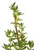 blossomeco-Fresh-organic-thyme-herb-27334133