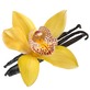 blossomeco-vanilla-orchid-pod-isolated-on-22422155